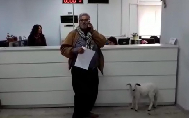 Vergi dairesine sahibiyle giden kuzu ilgi odağı oldu