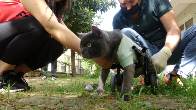 Engelli kedilerin yürüyebilmesi için yürüteçler yapıyor