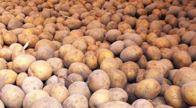 Nevşehir ve Niğde'de patates hasadı başlıyor, fiyatlar daha da düşecek