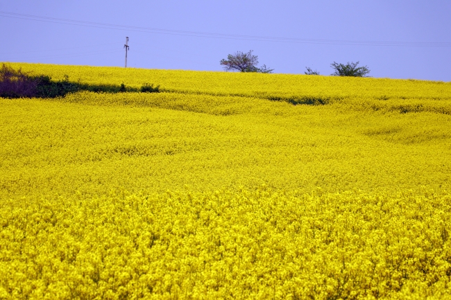 Kanola ekim alanı 900 bin dekara yükseldi
