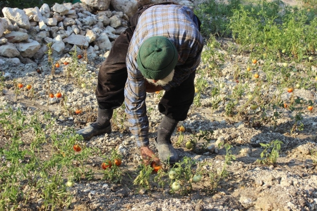 Ormandaki kulübesinde 30 yıldır tek başına yaşıyor