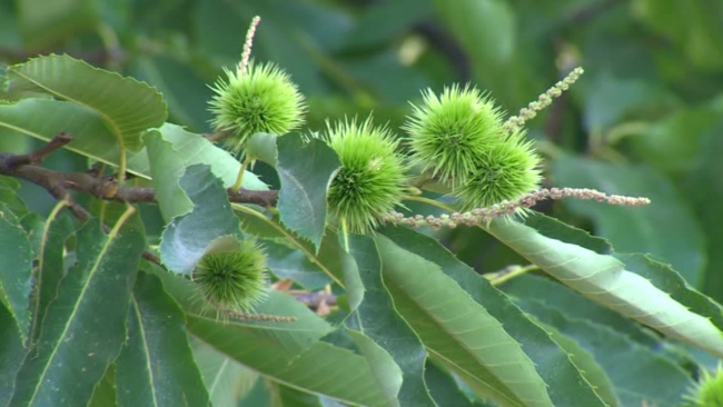 Diyarbakır’daki kestane ağacı asırlara meydan okuyor