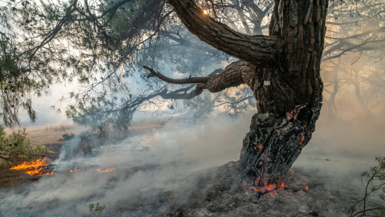 Antalya'da çıkan orman yangını kontrol altına alındı