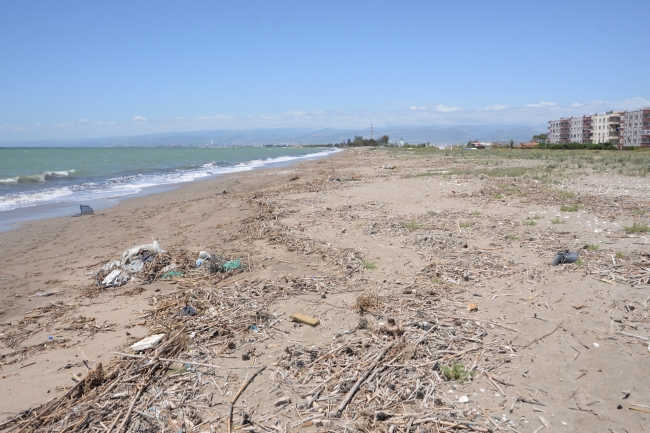 90 bin yavru caretta caretta için büyük seferberlik
