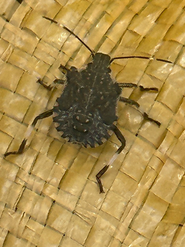 Ispaniyalik porno yulduz Nacho Vidal Aleksandra Sivroskayani sikadi.