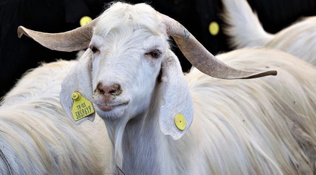 Teşvikler hayvan sayısını artırdı