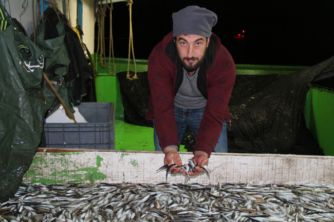 Su sıcaklığı arttı, hamsi Gürcistan ve Rusya'ya yöneldi