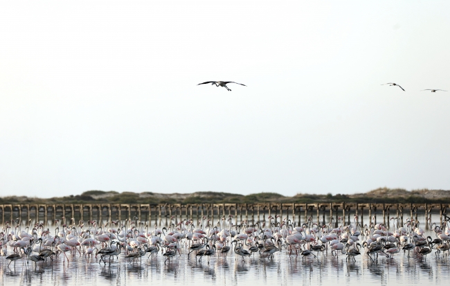 Tunus sahillerinde flamingoların etkileyici dansı