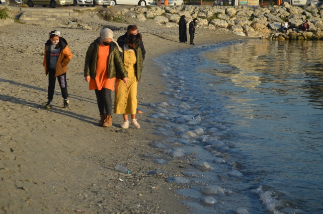 İstanbul'da dev denizanaları sahile vurdu