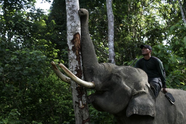 Nesli tükenmekte olan Sumatra filleri
