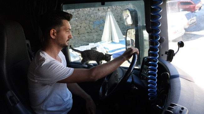 Tır şoförünün yol arkadaşı ‘kedi’
