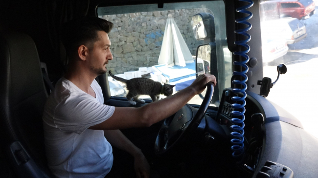 Tır şoförünün yol arkadaşı 'kedi'