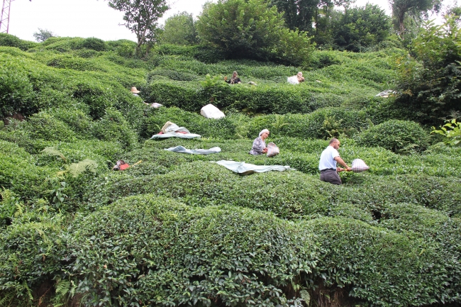 40 bin çay işçisi gelemiyor, 100 milyon dolar bölgeye kalacak