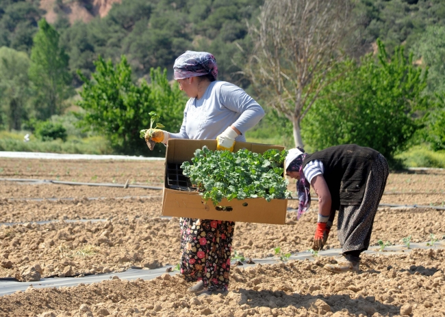 Tarımda istihdam martta 5 milyonu aştı
