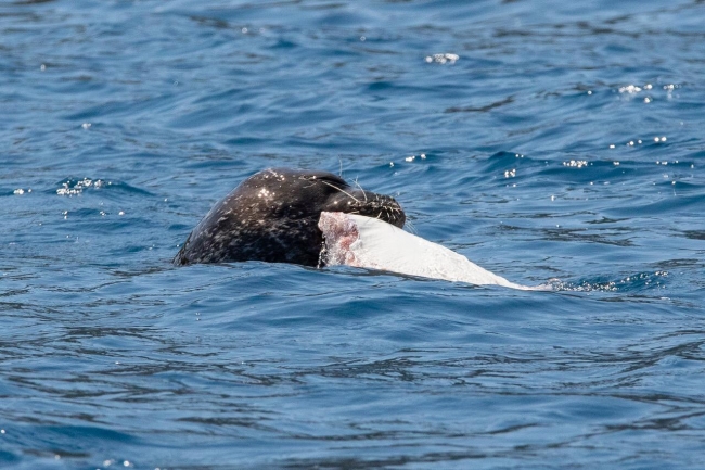 Kekova'da görülen Akdeniz fokunun balık keyfi