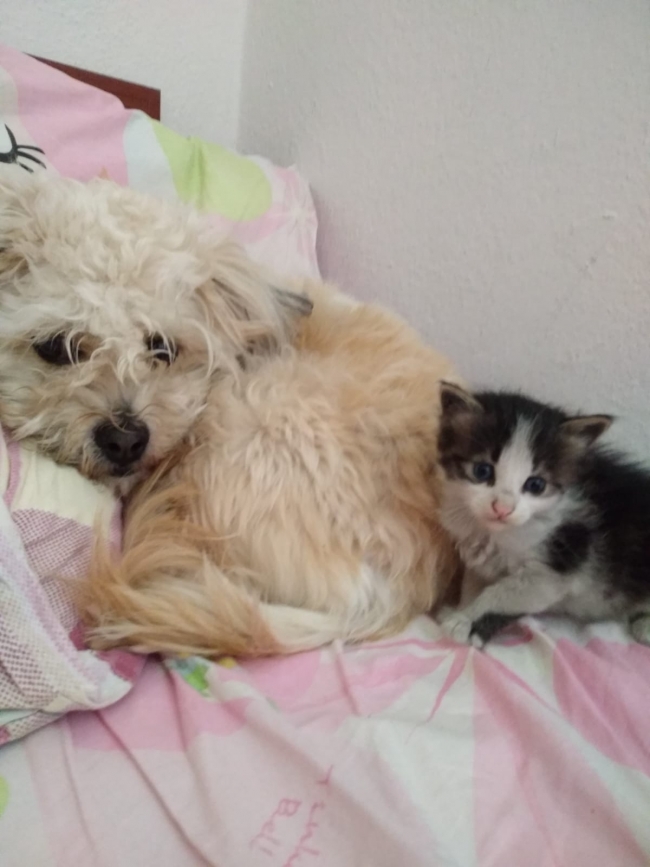 Köpek, bir aylık yavru kediye annelik yapıyor