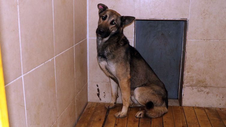 10 yaşındaki çocuğu öldüren köpeğin sahibine hapis cezası