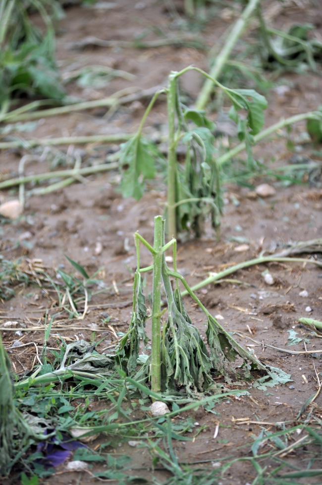 Dolu tarım arazilerine zarar verdi