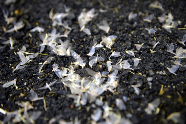 Kelebeklerin "ölüm uçuşu" görsel şölene dönüştü