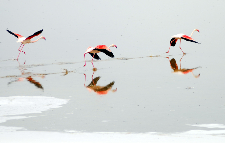 Türkiye'deki en büyük flamingo ailesinin yaşadığı Tuz Gölü'ndeki flamingoların, yavrularının besinlerini temin ettikleri çevredeki göllerin kurumasıyla, üreme popülasyonlarının azaldığı tahmin ediliyor. Foto: AA