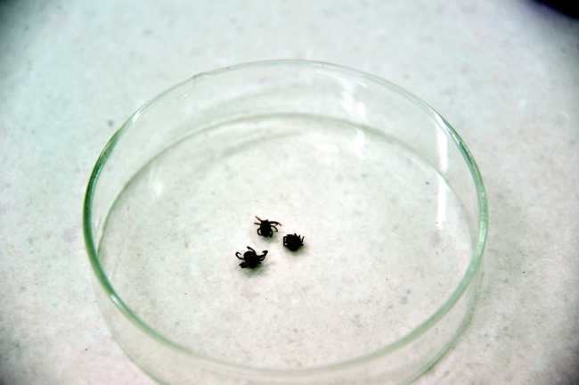 Doğaya çıkacaklara kene uyarısı: Koronavirüsten daha ölümcül