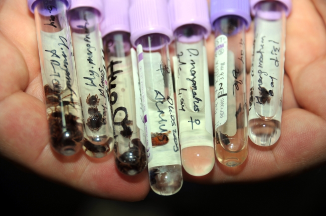 Kene ısırığı can alıyor