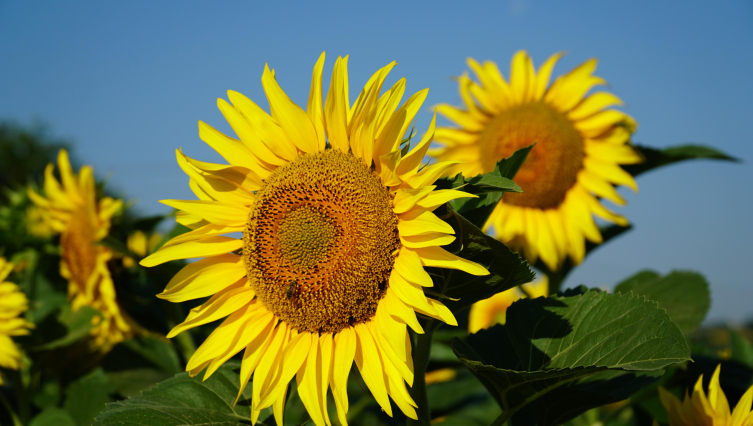 Kooperatif sayısı 10 bini geçti