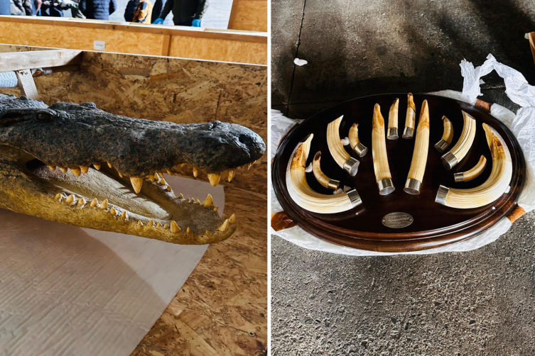 Dubai'den Gürcistan'a kaçakçılık Trabzon'da durduruldu