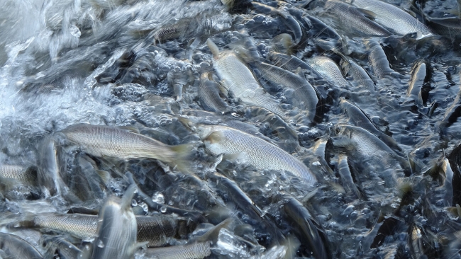 İnci kefali hem havadan hem karadan korunuyor