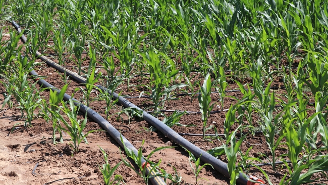 Bireysel sulama sistemi yatırımları desteklenecek