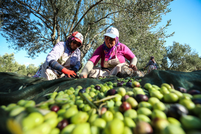 Yeniden ağaçlandırılan bölgeden elde edilen zeytin yerel halk için de önemli bir geçim kaynağı. Foto: AA