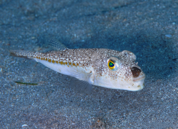 Zehirli balon balığı rotasını Marmara'ya çevirdi