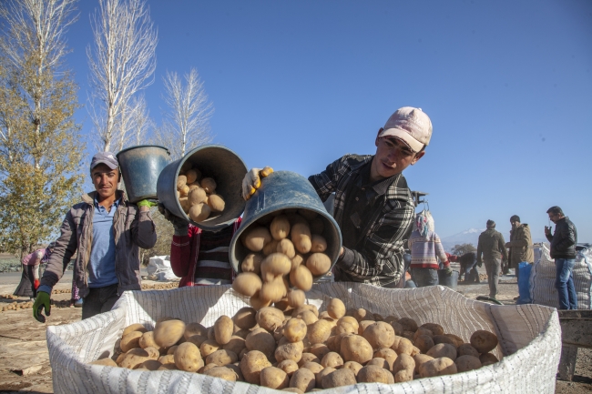 Patates tohumu üretiminde 300 bin tona ulaşıldı