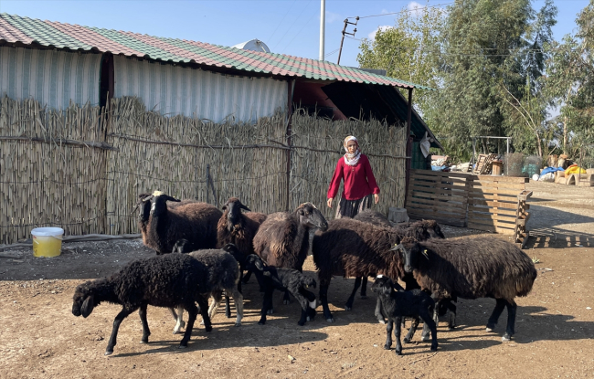 Koyun yetiştiricisi kadınlar ıslah projesiyle bilinçlendi