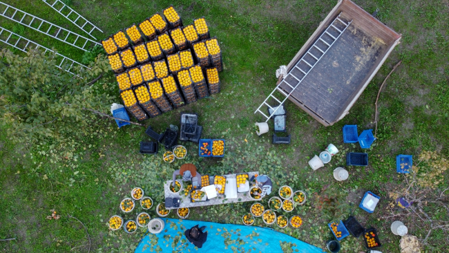 Ürettikleri cennet hurmasını kurutarak pazarlıyorlar