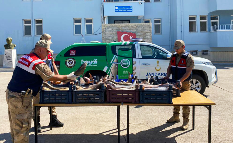 Atatürk Barajı'nda kaçak balık avına 16 bin 561 lira ceza