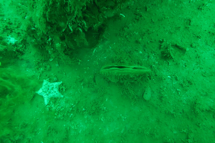 Nesli tükenmekte olan 'dev midye' Marmara'da çoğalıyor