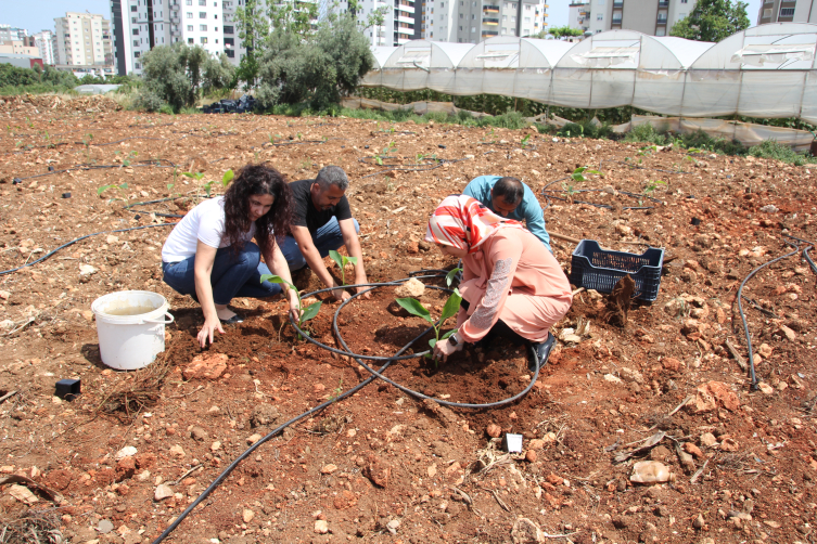 Tescilli Erdemli muzunda üretim alanları genişliyor