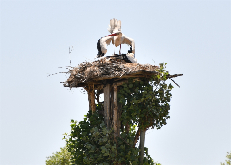 Baba emaneti leylek yuvalarını 30 yıldır titizlikle koruyor