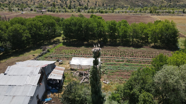 Baba emaneti leylek yuvalarını 30 yıldır titizlikle koruyor