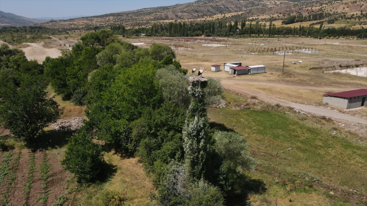 Baba emaneti leylek yuvalarını 30 yıldır titizlikle koruyor