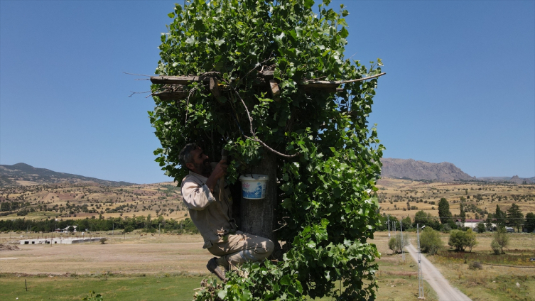 Baba emaneti leylek yuvalarını 30 yıldır titizlikle koruyor