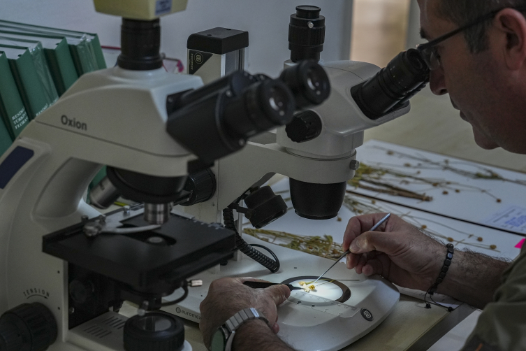 Denizli'de yeni bitki türü keşfedildi