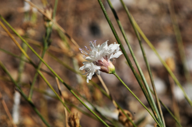 Denizli'de yeni bitki türü keşfedildi