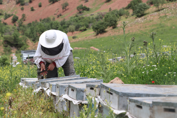 Devlet desteğiyle aldıkları karavanla yayla yayla gezerek bal üretiyorlar