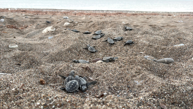 Antalya'da yaklaşık 200 bin caretta caretta yavrusu denizle buluştu