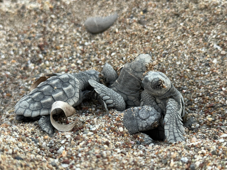 Antalya'da yaklaşık 200 bin caretta caretta yavrusu denizle buluştu