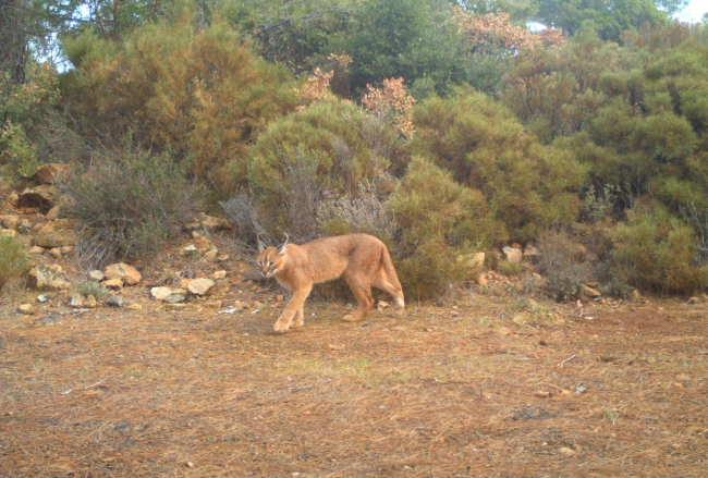 Fotoğraf: Yasin İlemin