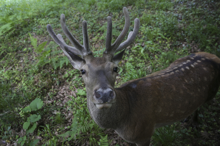 İstanbul'un 27 tabiat parkı nerelerde?