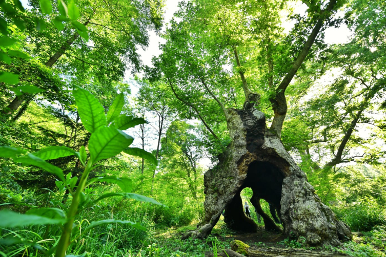 Türk ormancılığının kurucusu Hoca Ali Rızaya özel anma